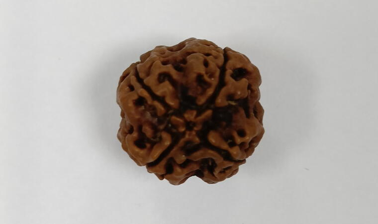 4 Mukhi Rudraksha (Nepal), Regular size