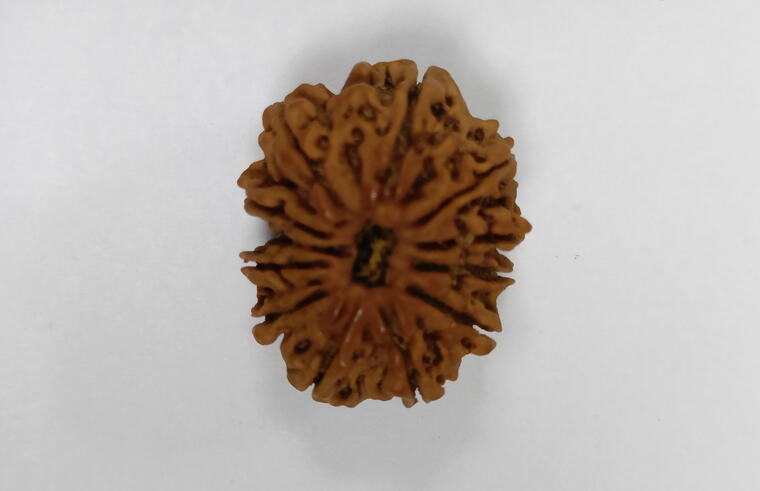 12 Mukhi Rudraksha (Nepal), Regular size