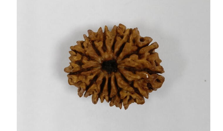 13 Mukhi Rudraksha (Nepal), Regular size