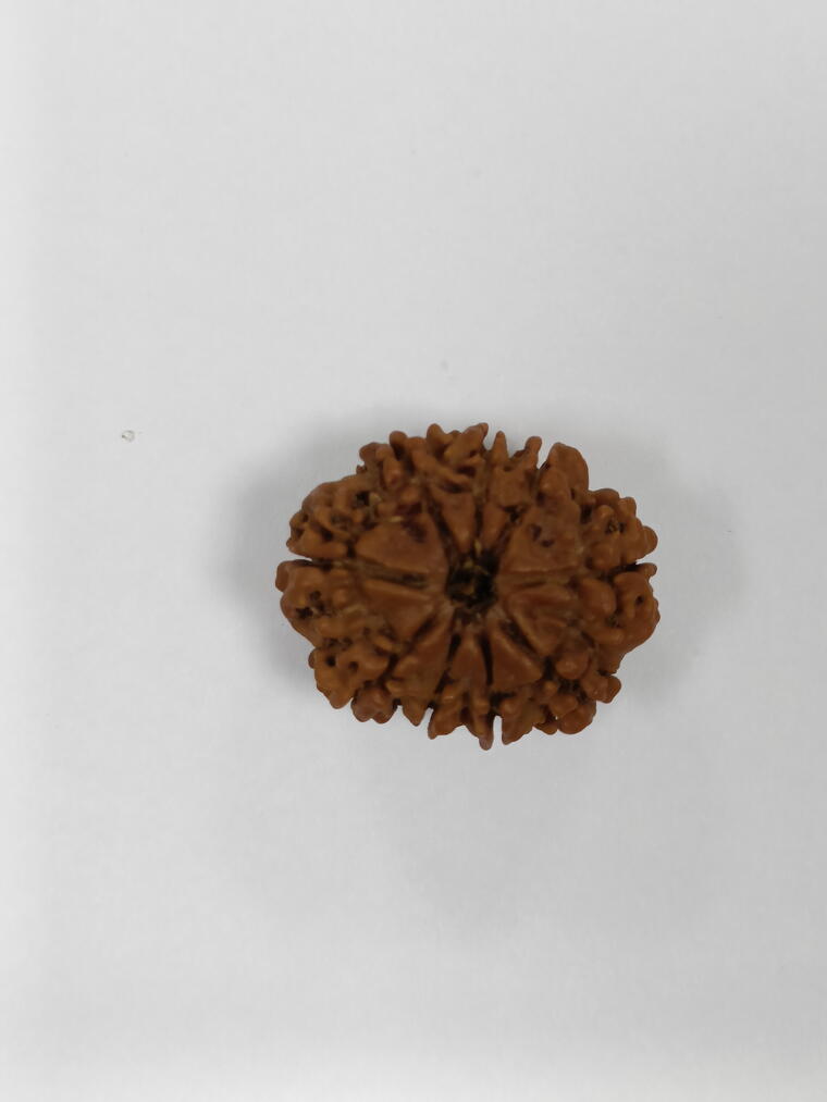 9 Mukhi Rudraksha (Nepal), Regular size