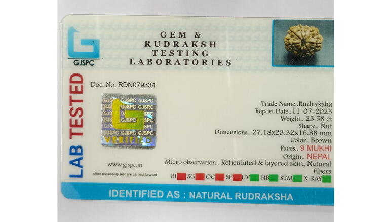 9 Mukhi Rudraksha (Nepal), Regular size