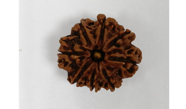 8 Mukhi Rudraksha (Nepal), Regular size