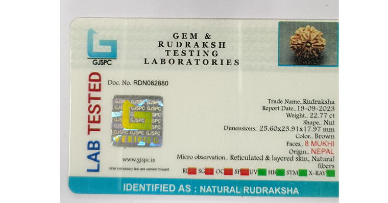 8 Mukhi Rudraksha (Nepal), Regular size