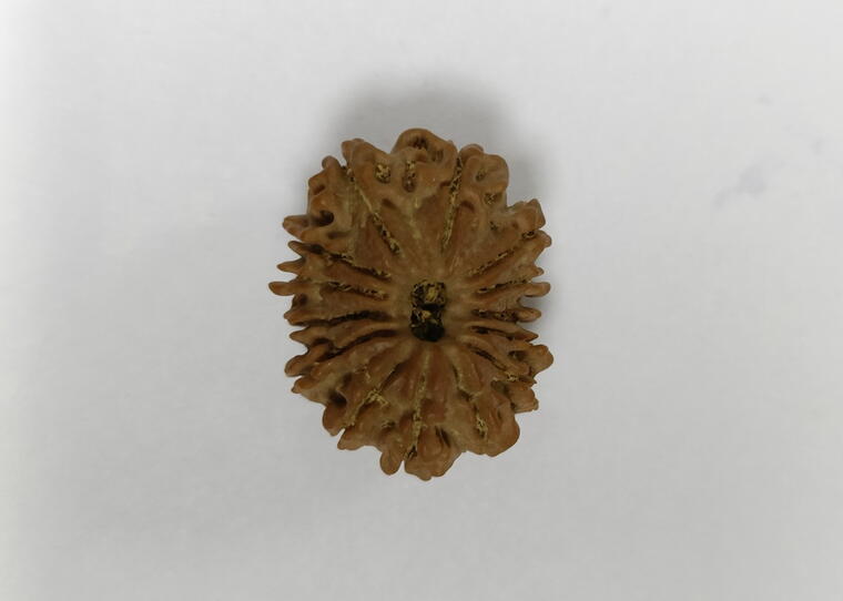 14 Mukhi Rudraksha (Nepal), Regular size