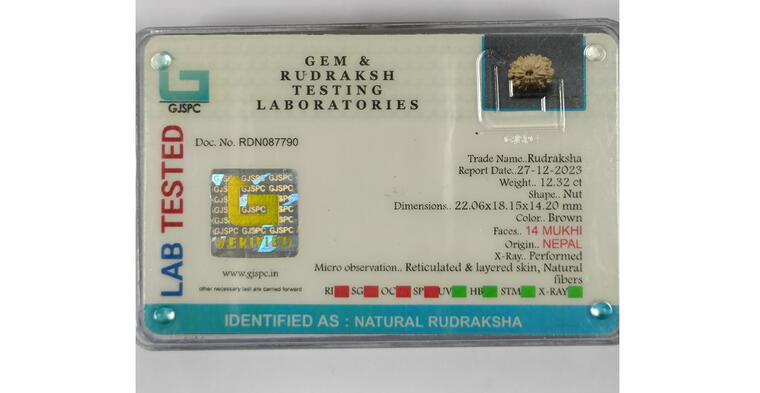 14 Mukhi Rudraksha (Nepal), Regular size