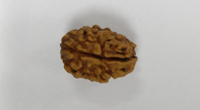 2 Mukhi Rudraksha (Nepal), Regular size