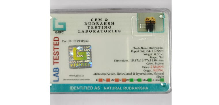 2 Mukhi Rudraksha (Nepal), Regular size