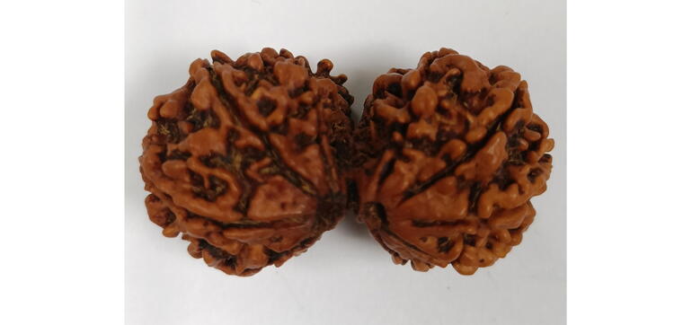 Gauri Shankar Rudraksha (Nepal), Regular size