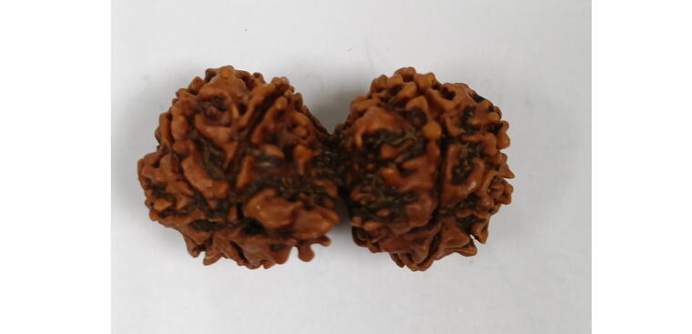 Gauri Shankar Rudraksha (Nepal), Regular size