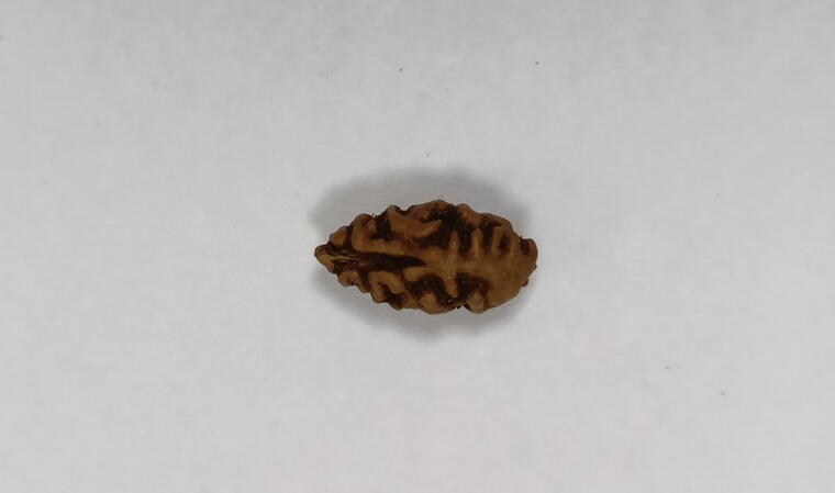 1 Mukhi Rudraksha (Indonesia), Regular size