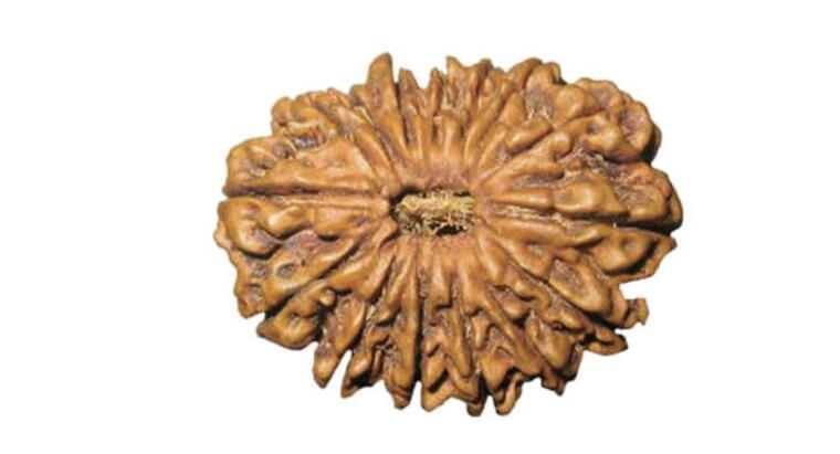 15 Mukhi Rudraksha (Nepal), Regular size