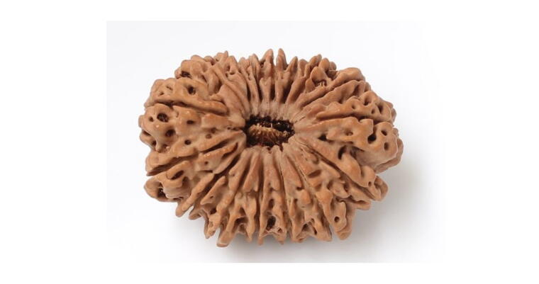 16 Mukhi Rudraksha (Nepal), Regular size