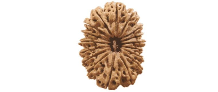 17 Mukhi Rudraksha (Nepal), Regular size