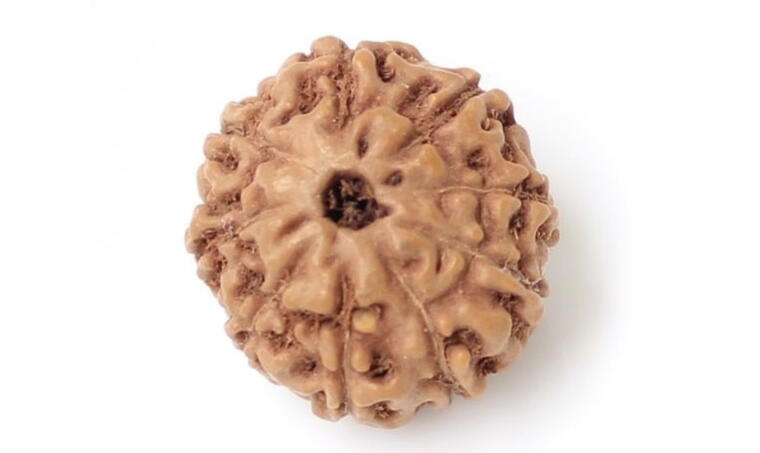 9 Mukhi Rudraksha (Indonesia), Regular size