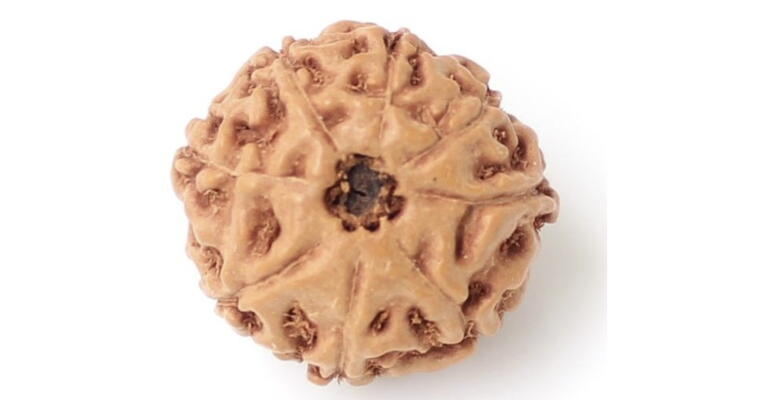 8 Mukhi Rudraksha (Indonesia), Regular size