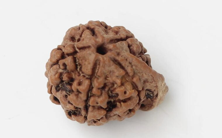 Ganesha Rudraksha (Nepal), Regular size