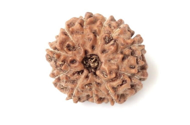 11 Mukhi Rudraksha (Indonesia), Regular size
