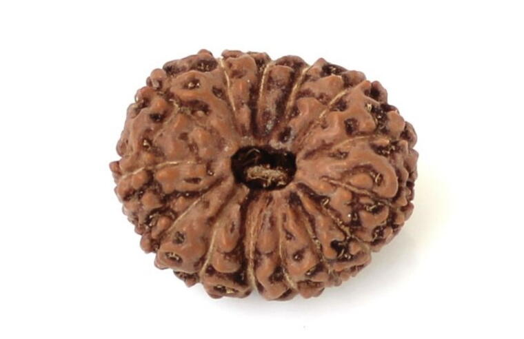 14 Mukhi Rudraksha (Indonesia), Regular size