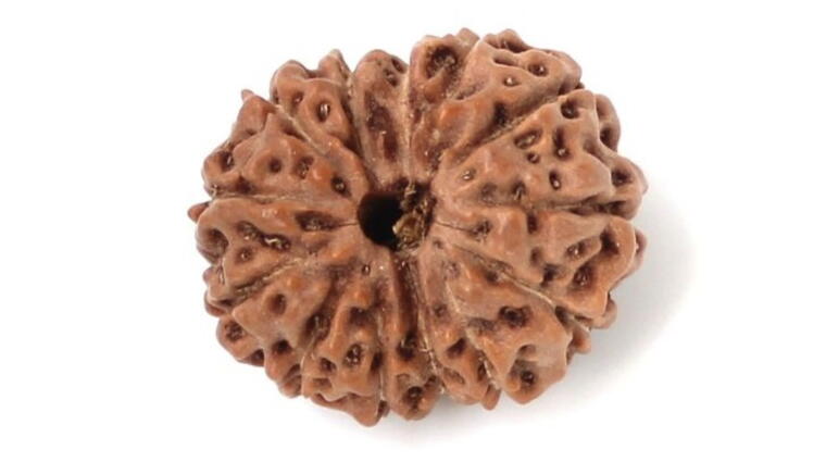 13 Mukhi Rudraksha (Indonesia), Regular size