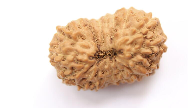 18 Mukhi Rudraksha (Indonesia), Regular size