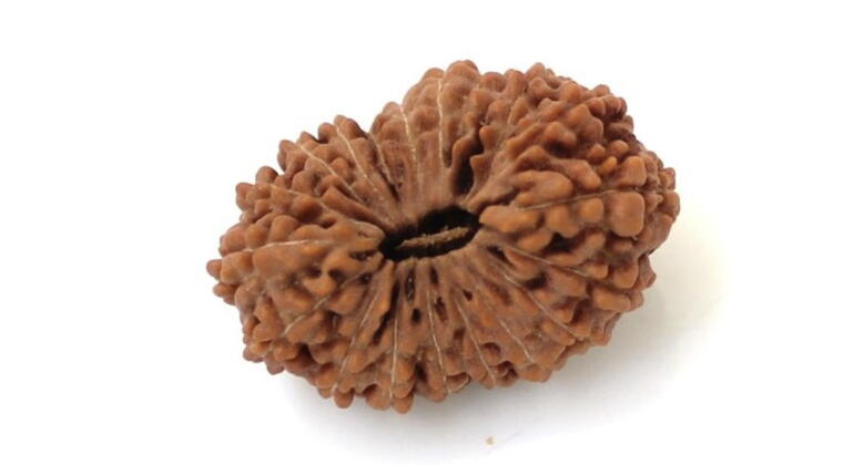 19 Mukhi Rudraksha (Indonesia), Regular size