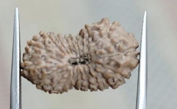 21 Mukhi Rudraksha (Indonesia), Regular size