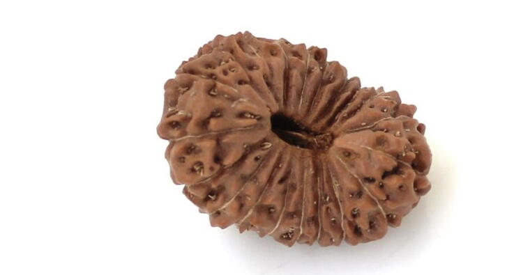 20 Mukhi Rudraksha (Indonesia), Regular size