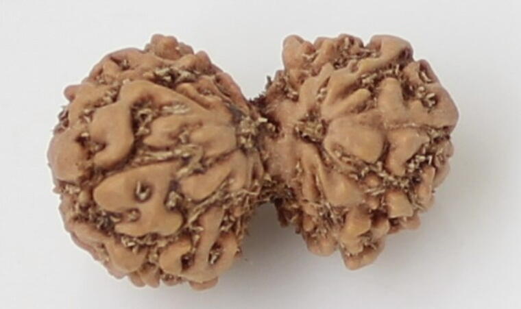 Gauri Shankar Rudraksha (Indonesia), Regular size