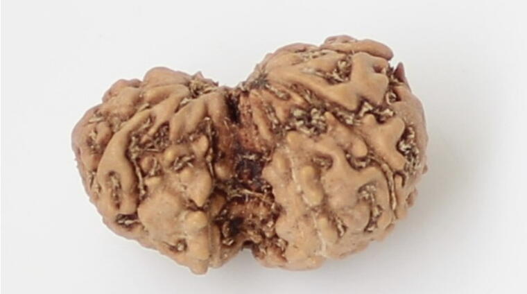 Gauri Shankar Rudraksha (Indonesia), Regular size