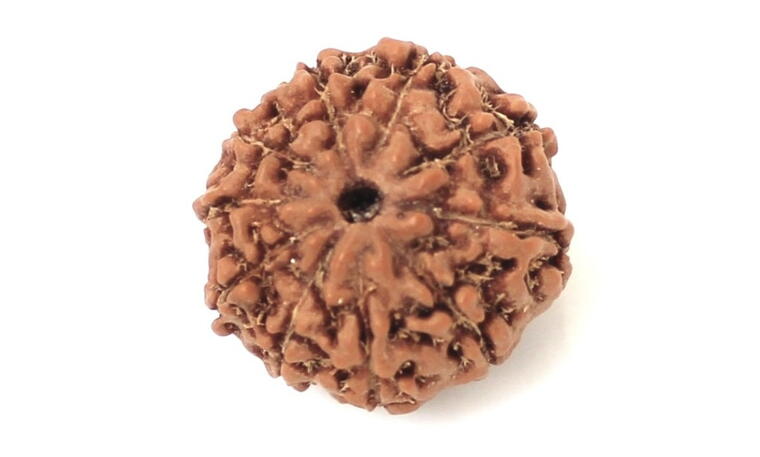 10 Mukhi Rudraksha (Indonesia), Regular size