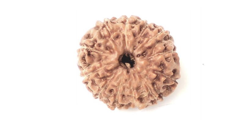 12 Mukhi Rudraksha (Indonesia), Regular size