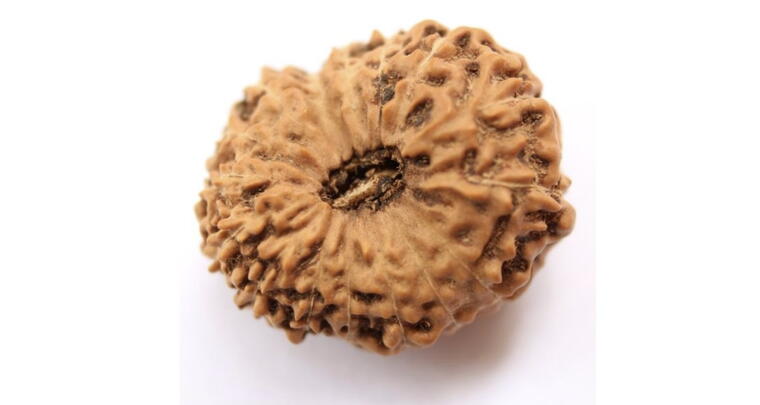 16 Mukhi Rudraksha (Indonesia), Regular size