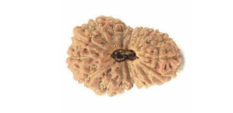 17 Mukhi Rudraksha (Indonesia), Regular size