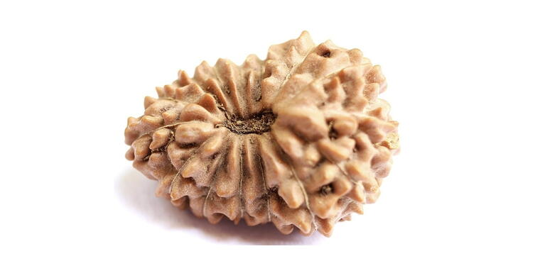 15 Mukhi Rudraksha (Indonesia), Regular size