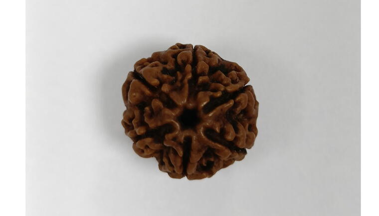 6 Mukhi Rudraksha (Nepal), Regular size