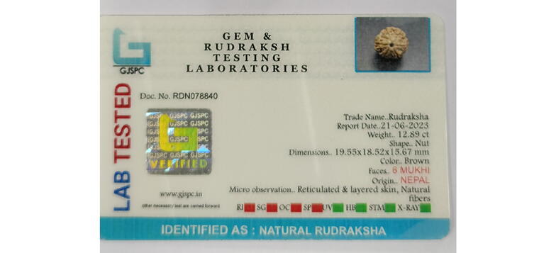 6 Mukhi Rudraksha (Nepal), Regular size
