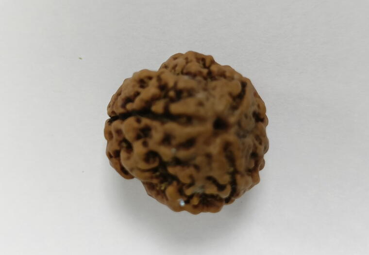 3 Mukhi Rudraksha (Nepal), Regular size
