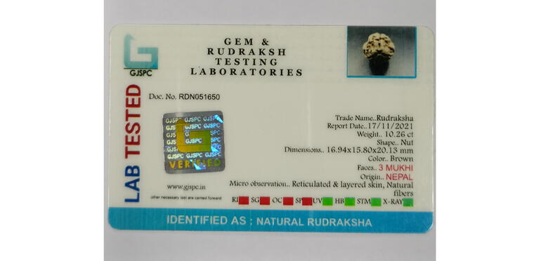 3 Mukhi Rudraksha (Nepal), Regular size