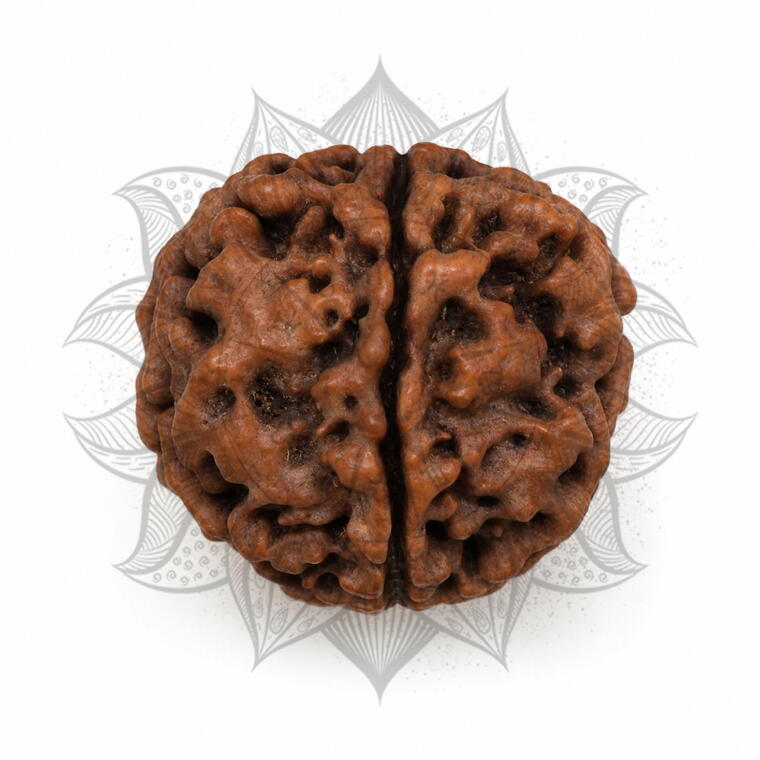 Nepali 5 Mukhi Rudraksha Original Lab Certified with X-Ray (Loose Bead)