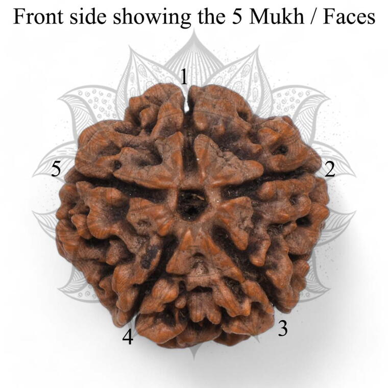 Nepali 5 Mukhi Rudraksha Original Lab Certified with X-Ray (Loose Bead)