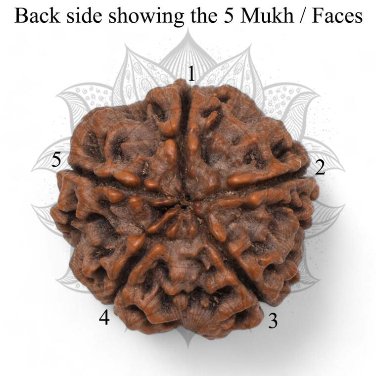Nepali 5 Mukhi Rudraksha Original Lab Certified with X-Ray (Loose Bead)