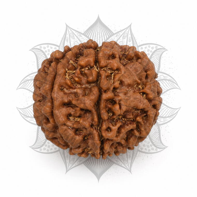 Nepali 7 Mukhi Rudraksha Original Lab Certified with X-Ray (Loose Bead)