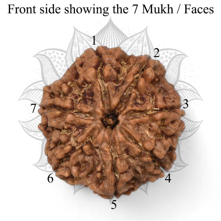 Nepali 7 Mukhi Rudraksha Original Lab Certified with X-Ray (Loose Bead)