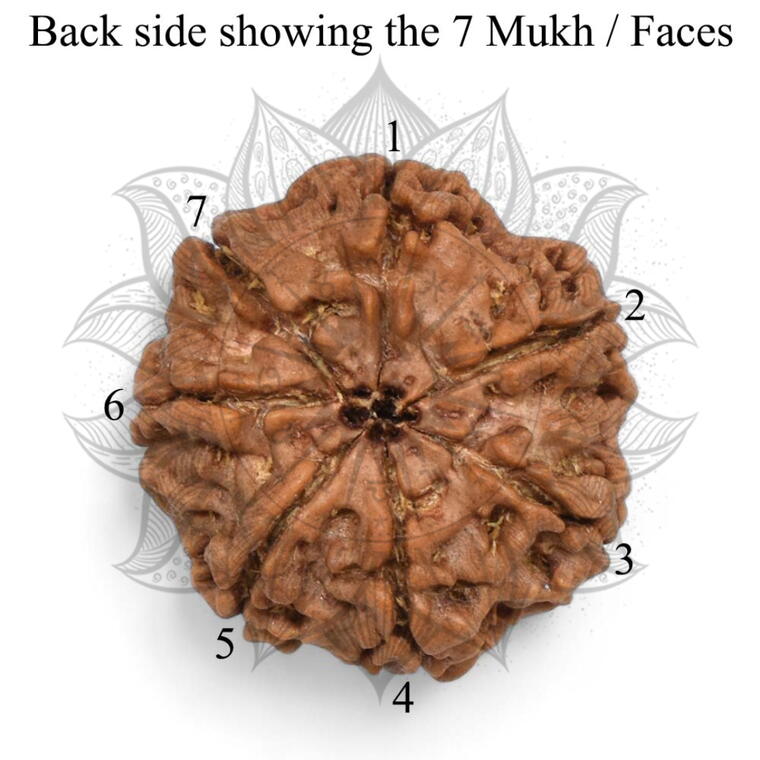 Nepali 7 Mukhi Rudraksha Original Lab Certified with X-Ray (Loose Bead)
