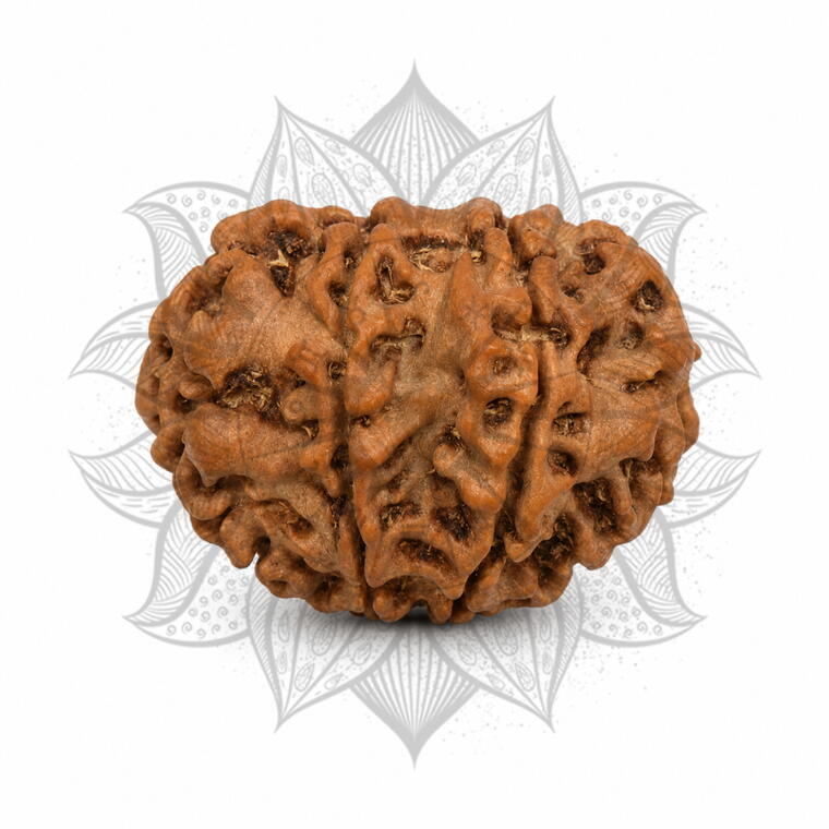 Nepali 8 Mukhi Rudraksha Original Lab Certified with X-Ray (Loose Bead)
