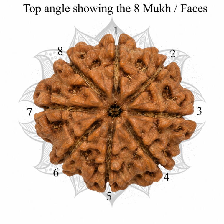 Nepali 8 Mukhi Rudraksha Original Lab Certified with X-Ray (Loose Bead)