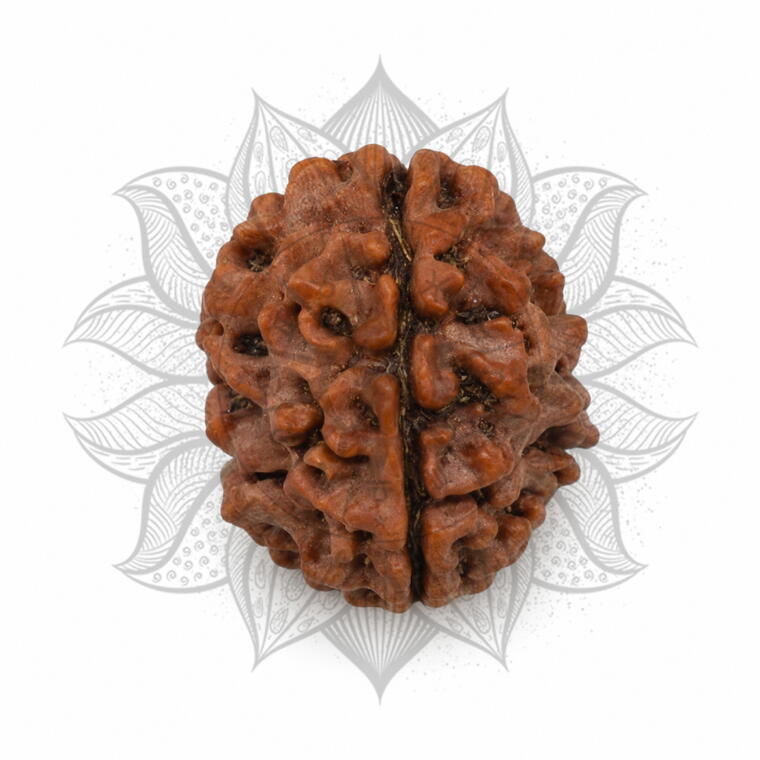 Nepali 3 Mukhi Rudraksha Original Lab Certified with X-Ray (Loose Bead)
