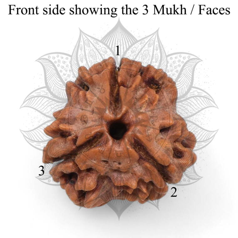 Nepali 3 Mukhi Rudraksha Original Lab Certified with X-Ray (Loose Bead)