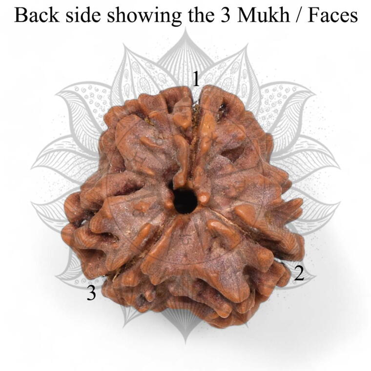 Nepali 3 Mukhi Rudraksha Original Lab Certified with X-Ray (Loose Bead)