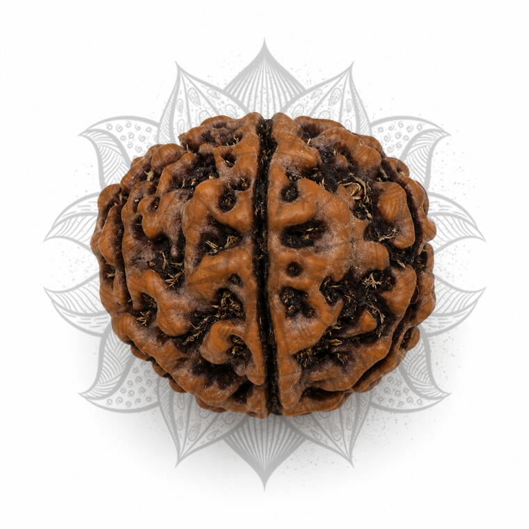 Nepali 6 Mukhi Rudraksha Original Lab Certified with X-Ray (Loose Bead)